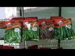 Trebinjci se pripremaju za sjetvu: Cijene sjemena na prošlogodišnjem nivou (VIDEO)