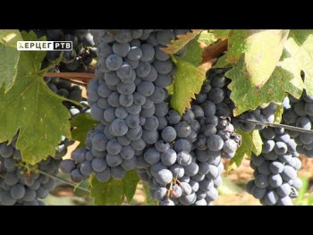 Agrarni fond savjetuje: 'Eska' izaziva sušenje vinove loze, evo kako se boriti protiv nje (VIDEO)