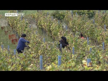 Počela berba u Carskim vinogradima (VIDEO)