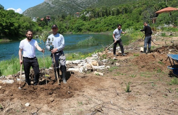 Niče najveći manastirski maslinjak