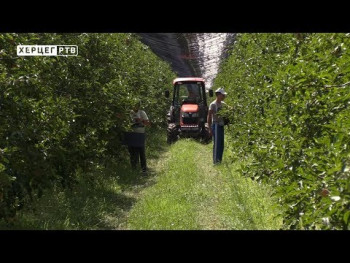 Trebinje: Nedostaje sezonskih radnika u voćnjacima (VIDEO)