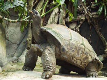 Uginuo najstariji stanovnik zoo-vrta Šenbrun (VIDEO)