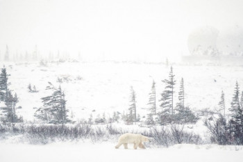 Kanadski grad Čerčil svjetska prijestonica polarnih medvjeda