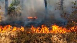 Пожар у Требињској шуми