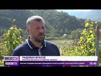 Zlatni grozdovi žilavke obilježili početak berbe u Carskim vinogradima (Video)