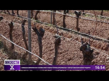 Povoljni vremenski uslovi omogućili ranije orezivanje u hercegovačkim vinogradima (VIDEO)