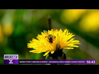 Losa godina za hercegovačke pčelare (Video)