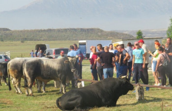 U Gacku održana 47. Regionalna stočna izložba