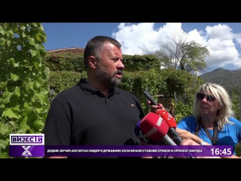 Počela berba grožđa u Carskim vinogradima (Video)